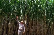 SUPER SORGO GIGANTE