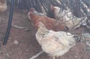 Galinha Caipira Limpas Preco Venda Compra Mf Rural