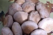 SHIITAKE direto do produtor