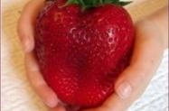 Semente de morango gigante