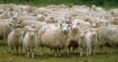 As principais raças de ovinos no Brasil e seus benefícios