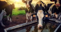 Importância da qualidade da água para o gado