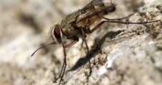 Saiba como fazer o controle da mosca-dos-estábulos