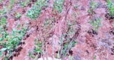 Nematoides na soja: como fazer a identificação e o manejo