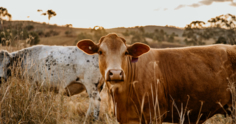 Saiba tudo sobre o risco silencioso da campilobacteriose em bovinos