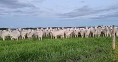 Fazenda no Tocantins conduz avaliação genômica pioneira em novilhas