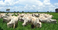 A importância da roçadeira na manutenção de pastagem