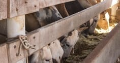 Alimentação de gado de corte com silagem de milho