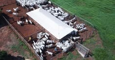 Curral de gado: como montar em sua propriedade