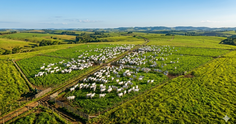 Pastagem produtiva: como formar, manejar e aumentar a lotação por hectare