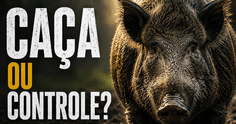Caça ou controle de javali? A verdade sobre a espécie que reacendeu um debate no Brasil