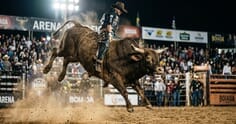 Como são selecionados os touros de rodeio: genética, desempenho e manejo por trás dos atletas das arenas
