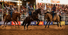 Sela Americana, Bareback e Cutiano: conheça as principais modalidades de montaria em cavalos do rodeio