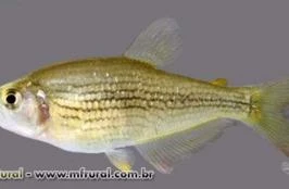 Loja lambari atacado deals