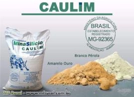 CAULIM AMARELO OURO - FOB
