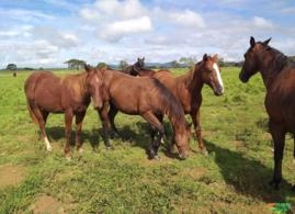 Cavalos Quarto de Milha