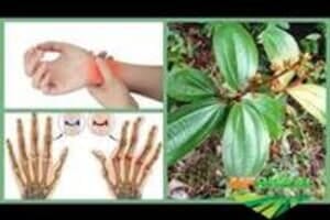 Velho Melhor Preco De Velho Agente Rural