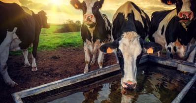 Importância da qualidade da água para o gado