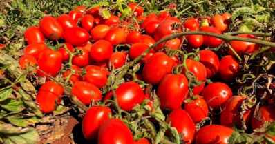 Produção de tomate industrial no Brasil