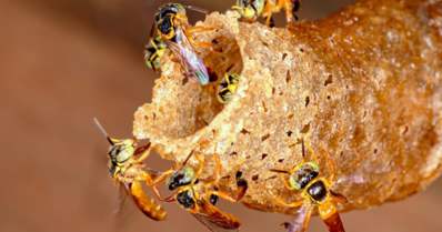 Abelha jataí: guia de criação e produção de mel