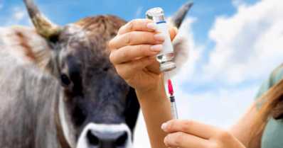 Vacinação do gado: conheça as práticas mais importantes