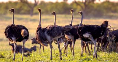 Criação de avestruz: desafios e perspectivas