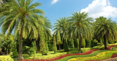 Conheça 6 tipos de palmeiras de crescimento rápido