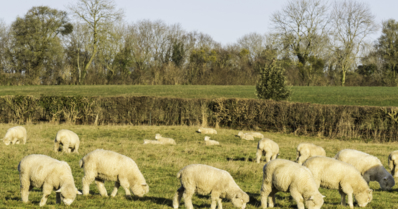 Poll Dorset: a raça de ovinos com “a melhor carne do mundo”