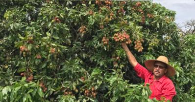 Como plantar e cuidar do pé de lichia