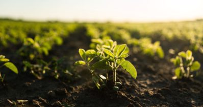 O que é CTC do solo e como isso impacta sua produção?