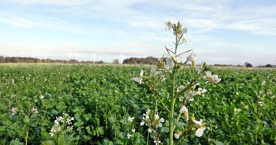 Nabo-forrageiro: aspecto de cultivo, utilização e benefícios