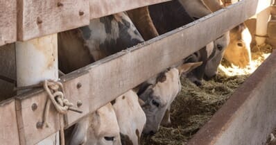 Alimentação de gado de corte com silagem de milho