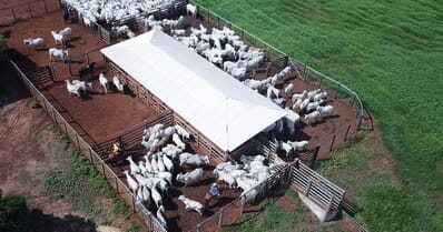 Curral de gado: como montar em sua propriedade