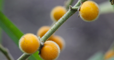 Cabeludinha: conheça essa fruta, seus benefícios e como plantá-la