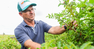 O anúncio que salva negócios: produtor de acerola encontra no MF Rural o sucesso de suas vendas