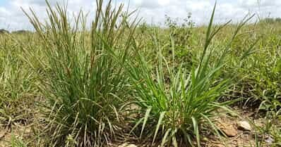 Capim-Capeta e Capim-Navalha: As plantas invasoras que estão reduzindo a lotação das pastagens no Brasil