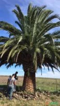 Palmeira das Canarias