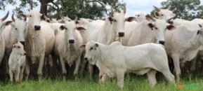 Bezerras, Vacas e Novilhas Nelore PO - Registradas na ABCZ