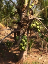 Exportação de Coco Anão Verde, Coco Seco e mudas Coco na Castanha