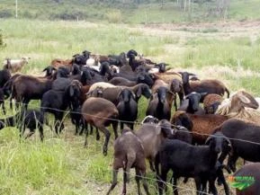 Vendo carneiros da raça Santa Ines e Dorset