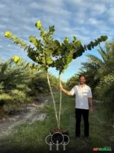 Uva-da-praia (Árvore)