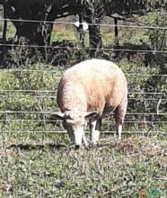 Ovelhas Poll Dorset - Prenha