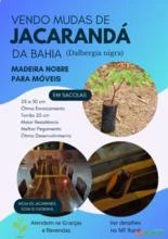 Mudas Jacarandá da Bahia (Dalbergia nigra)