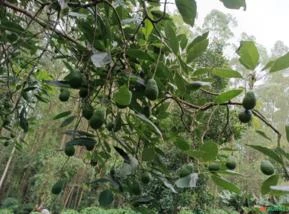 Venda de abacate avocado