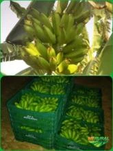 Bananas Maçã, Marmelo(fritar) e Nanica, direta do produtor, produto de qualidade.