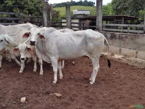 Vacas Tabapuã PA Registradas