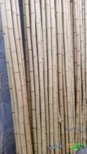 Bambu tratado  para móveis, construções e artesanato em geral