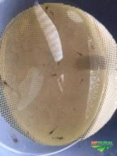 Pós Larvas de Camarão de Água doce Gigante da Malásia