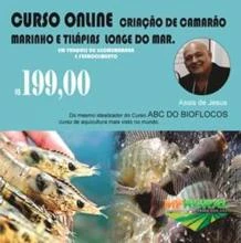 CURSO ONLINE DE CAMARÃO MARINHO É TILÁPIAS