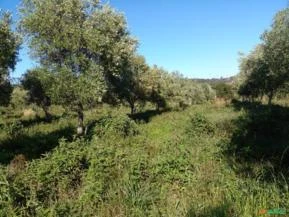 Chácara com área total de 52 hectares com pomar de oliveiras de 30 hectares